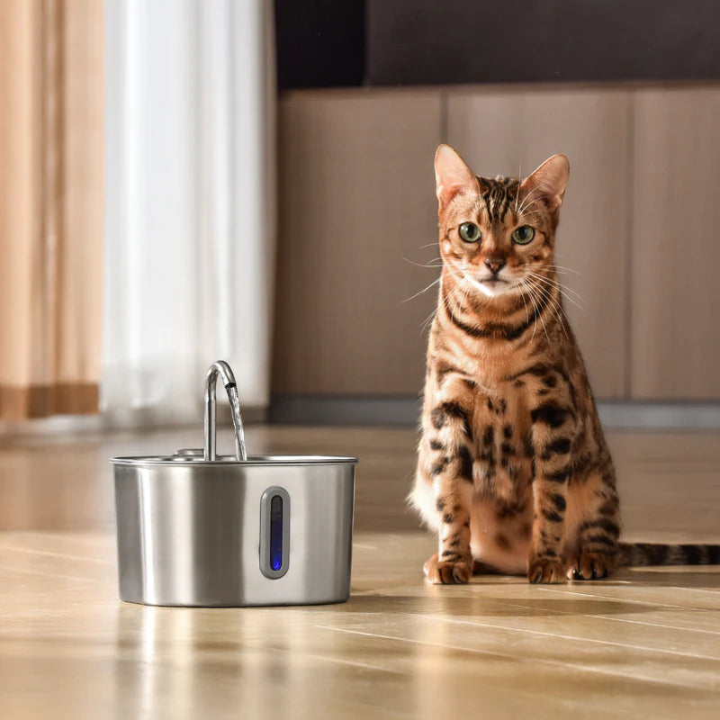 Your Cat Isn’t Drinking Enough Water