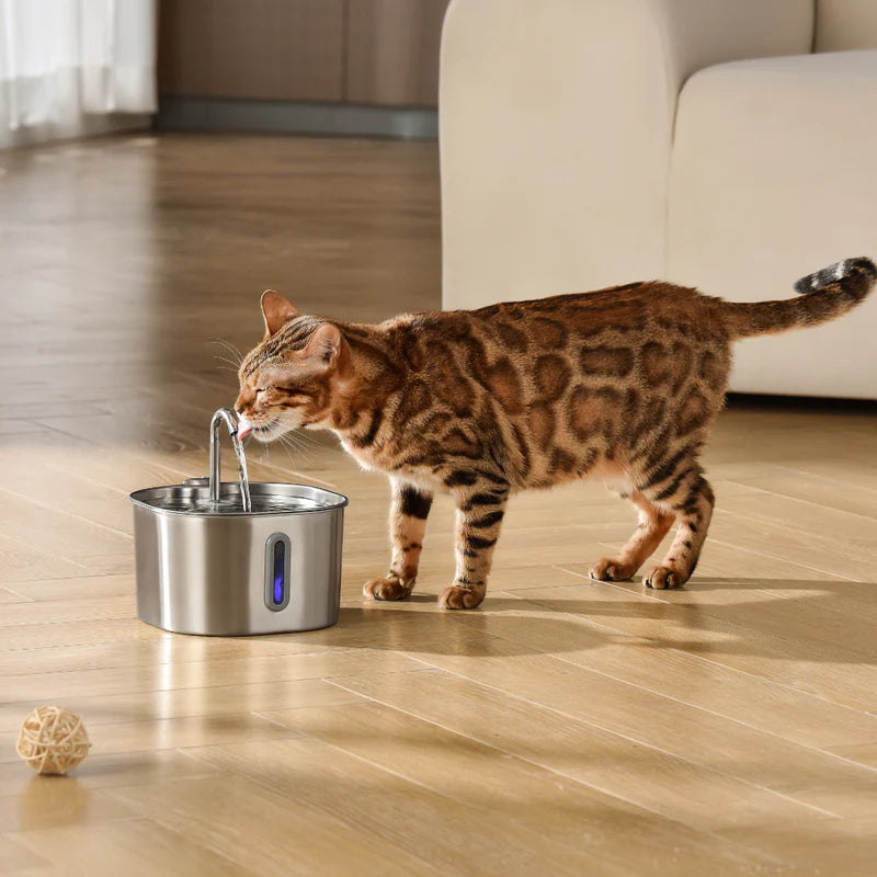 Your Cat Isn’t Drinking Enough Water